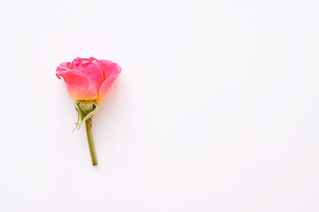 Valentine's Day background. Single pink rose on white background. For card and wedding.