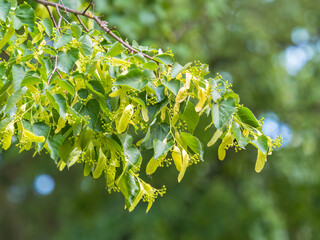 Green leaves of linden Tilia dasystyla on a green background.
