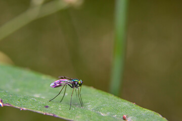 Dolichopodidae (long-legged flies)