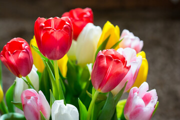 Large bouquet of colorful spring tulips