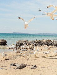Fototapeta na wymiar Group of several seagulls walking along the coastline of sandy beach on the Black Sea coast. Beautiful rocky seascape with waves splashing on the shore