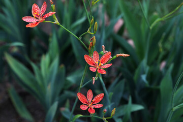 Blackberry Lily (Leopard Lily)