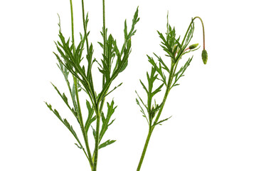Green leaf and stem of poppy, lat. Papaver, isolated on white background