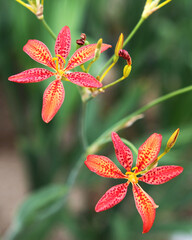 Blackberry Lily (Leopard Lily)