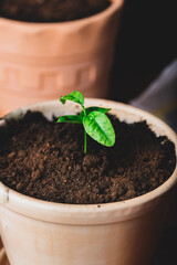 Young Tangerine Plant in a Ceramic Pot