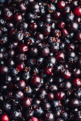 Background of Purple Amelanchier Lamarckii Fruits