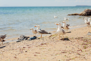Group of several seagulls walking along the coastline of sandy beach on the Black Sea coast. Beautiful rocky seascape with waves splashing on the shore