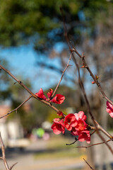 Delicate Red-Pink Flowers with Dreamy Blurred Background