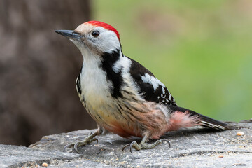 Mittelspecht, Specht, vogel, natur, baum, 