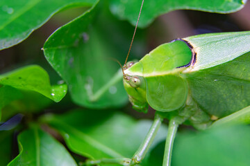 Closeup Bush crickets Tettigoniidae