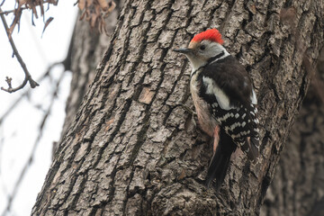 Mittelspecht, Specht, vogel, natur, baum, 