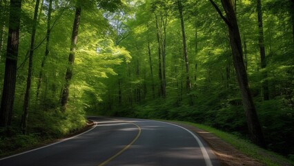 Lost in the Majesty of Nature: Journeying Along the Verdant Asphalt Road of the Forest