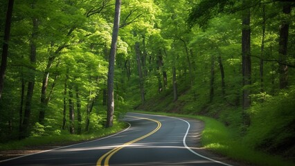 Obraz premium Lost in the Majesty of Nature: Journeying Along the Verdant Asphalt Road of the Forest