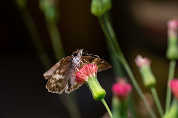Moth feeding Chiothionasychis Hesperidae
