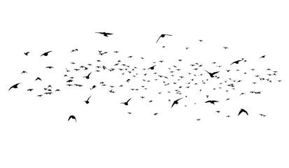 A flock of flying birds. Free birds. Vector illustration
