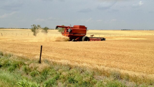 Combine harvesting wheat in central Kansas. 