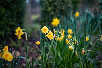 Obraz premium yellow daffodils in spring