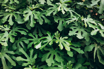 Fig leaves. Beatiful Nature background. Ecological agriculture concept