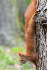 Naklejka premium Eichhörnchen