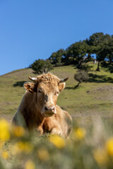 Bull in a lush, green meadow, with tall grasses swaying in the breeze