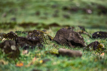 Scenic view of natural rocks covered in lush green moss, in a field of lush green grass and dirt