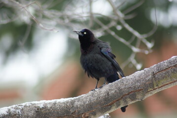 Common Grackle