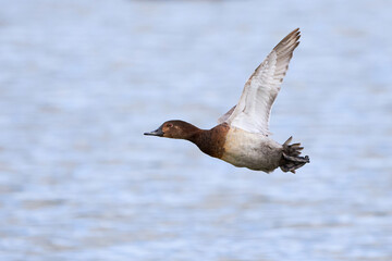 Common pochard in flight (Aythya ferina). Bird in flight