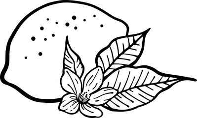 Outline hand drawing vector illustration of lemon with flower and leaves. Exotic fruit. Isolated elements for design.