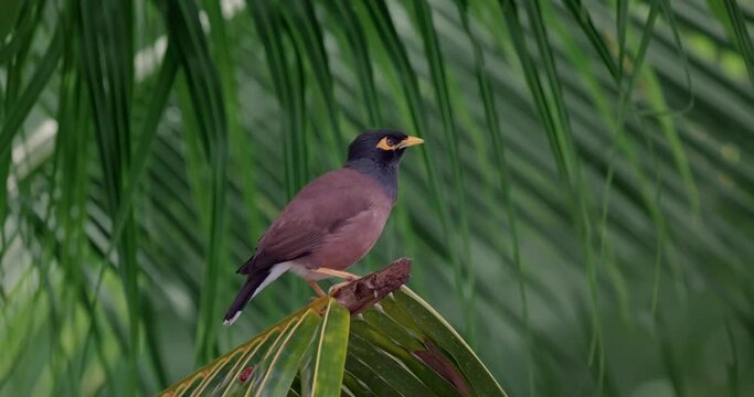 Close-up shot of myna bird sits on a palm branch, looks around and shakes its head.
