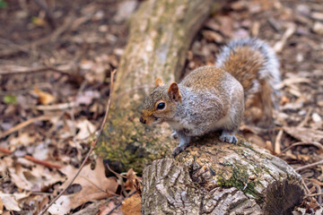 Squirrel on the ground on a tree trunk,  leafs 
