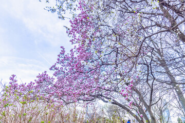 Manhattan spring bloom and architecture travel destination backgrounds theme copy space 