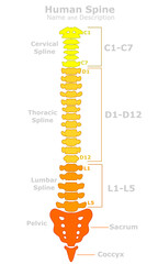 Human spine anatomy. Vertebral column structure. Parts names, description. cervical spline, C1 C7, thoracic vertebrae T1 T12, lumbar, pelvic, coccyx, posture. Colored, red to yellow. Draw vector - obrazy, fototapety, plakaty