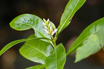Obraz premium Flowers and fruits of a holy mangrove, Acanthus ilicifolius