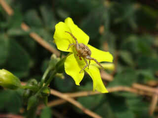 Common crab spider (Xysticus cristatus), female sitting in the middle of a bright yellow wood sorrel flower and rising its front legs in a defensive pose