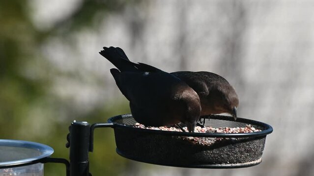 Two cowbirds eating seeds on the bird feeder