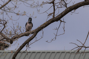 Crow's eye. Smart bird. Big beak. The crow walks. Inquisitive crow in the spring park close-up. Black and gray large bird. City birds.