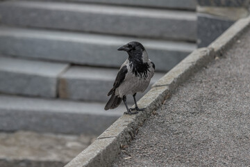 Obraz premium Crow's eye. Smart bird. Big beak. The crow walks. Inquisitive crow in the spring park close-up. Black and gray large bird. City birds.