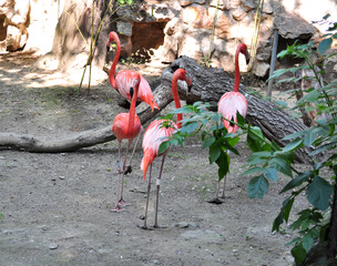 American flamingo (Phoenicopterus ruber) portrait