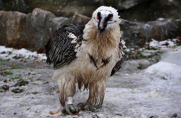 Bearded vulture (Gypaetus barbatus) eats