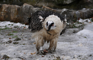 Bearded vulture (Gypaetus barbatus) eats