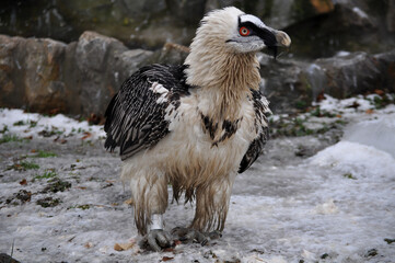 Bearded vulture (Gypaetus barbatus) eats