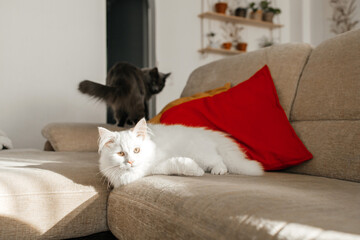 A small cute white kitten lies on the sofa and rests in the sun. The life of pets