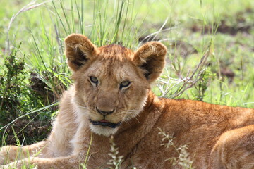 Portrait of a cute lion cub looking into camera