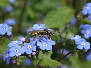Male orange-horned nomad bee (Nomada fulvicornis) feeding on pretty, pale blue flowers