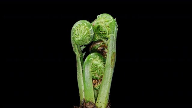 Matteuccia or Ostrich Fern Grows in Time Lapse on a Black Background. Young Edible Leafs of Fern Matteuccia Struthiopteris. General View of Plant in Early Spring and Young Green Frond