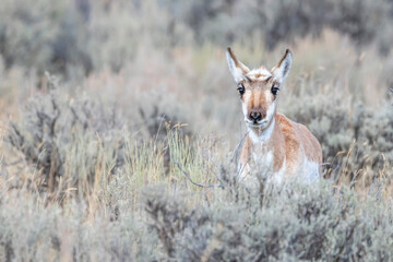 Portrait of a pronghorn antelope doe in a field of big sagebrush, Montana, USA