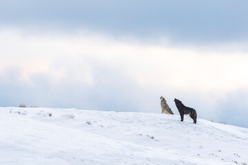 A pair wolves (Canis lupus) howl together into the cloudy sky on a snow covered hilltop in Yellowstone National Park; Wyoming, United States of America