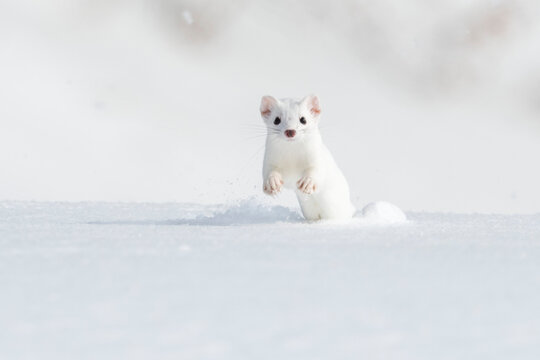 A short-tailed weasel (Mustela erminea) running towards the camera in the snow, camouflaged in its white winter coat; Montana, United States of America