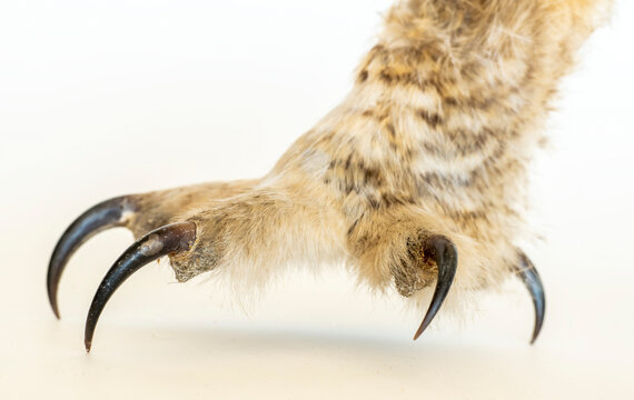 Close-up of a foot and talons of a great horned owl (Bubo virginianus) against a white background; United States of America