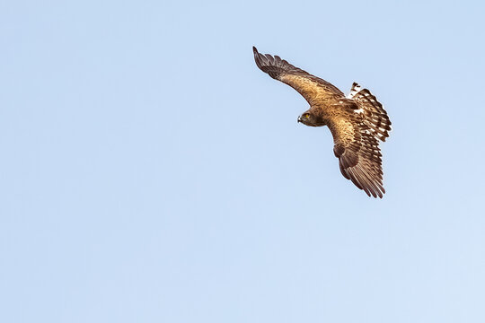 Short-toed snake eagle or Circaetus gallicus open wings flying position in Dadia forest Evros Greece, isolated, blue sky background